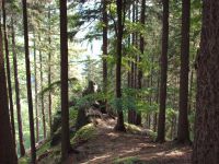 Wald 1.JPG